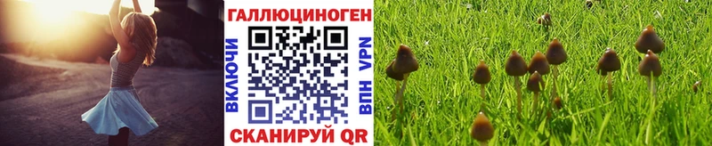 Галлюциногенные грибы Psilocybe  даркнет как зайти  Казань  кракен tor 